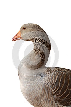 Goose isolated