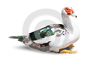 Goose isolated on white background. Clipping path
