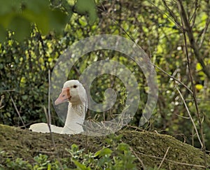 goose in its nest incubating the eggs photo