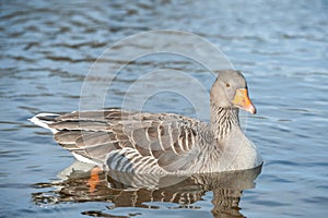 goose on a lake