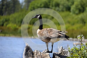 Goose in Lassen National Park, California