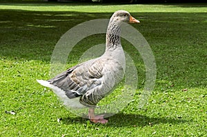 Goose on the lawn