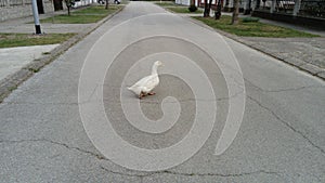 Goose - a layer runs across the road. The bird is white. Free range domestic geese. Farm animals in an urban setting