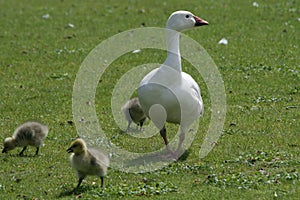 Goose on a leisurely walk along with goslings