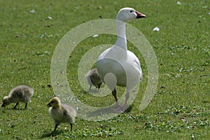 Goose on a leisurely walk along with goslings photo