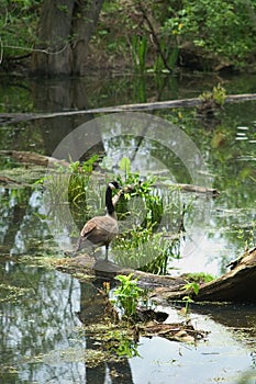 Goose on a log