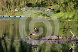 Goose on a log