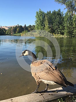A goose looking with distrust and ready to jump into the water