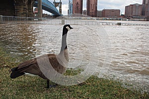 Goose looking at Ohio River above flood stage in Cincinnati