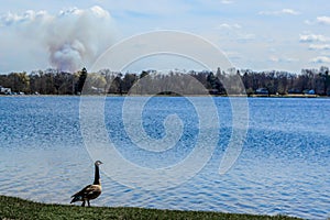 Goose Looking Over Pell Lake, Wisconsin with Smoke Cloud photo