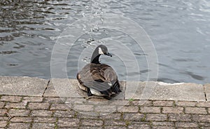 Goose looking right on the Towpath