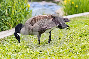 goose munching water weed