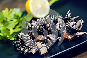 Goose Neck Barnacle. Leaf Barnacle. Percebes. Delicious seafood from Galician coast photo