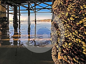 Goose neck barnacles