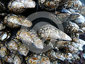 Goose neck barnacles