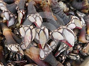 Goose neck barnacles, Crustaceans, Delicacy, Seafood, Close-up