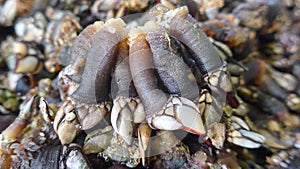 Goose neck barnacles, crustaceans, delicacy, seafood. (Percebes) (Pedunculata) (Pollicipes