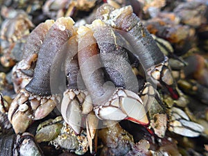 Goose neck barnacles, crustaceans, delicacy, seafood. Percebes Pedunculata Pollicipes pollicipes photo