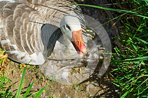 Goose on nest on edge of field with beak open