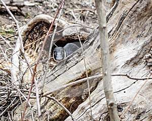 Goose Nesting Inside Hollowed Tree Trunk photo