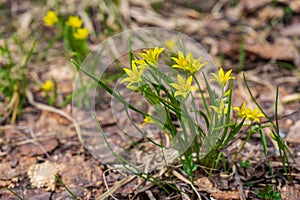 Goose onion least or Gagea minima or Bethlehem star plant flowering in early spring in european forest. Small yellow flowers in