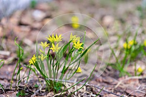 Goose onion least or Gagea minima or Bethlehem star plant flowering in early spring in european forest. Small yellow flowers in