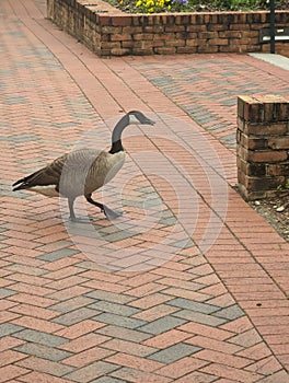 A Goose outside the Prospector Building at UNC Charlotte photo