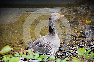 Goose in a park