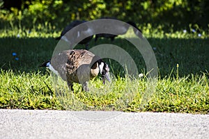 Goose pecking at food on the side of the road