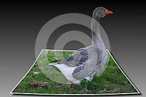 Goose pilgrim