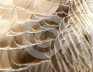 Goose plumage photo