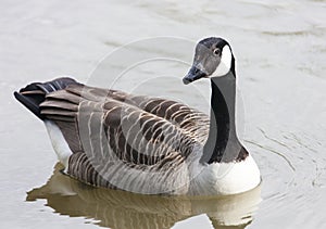 Goose in plumage floating on the river