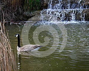 Goose in a pond at a city public park