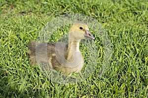 The Goose portrait