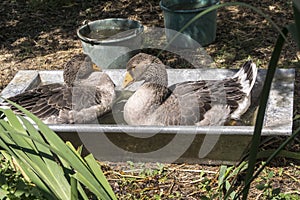 The Goose portrait