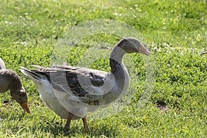 The Goose portrait