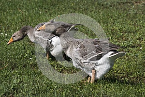 The Goose portrait