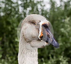 Goose portrait with black orange beak