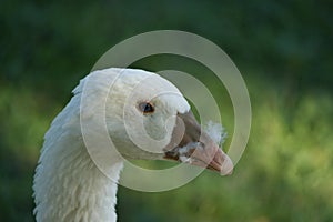 Goose portrait - goose with feathers in its nostrils