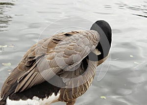Goose Preening Feathers Close Up