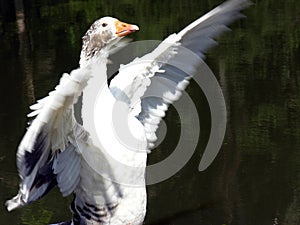 Goose protecting territory