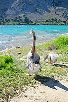 Goose proudly shows his girlfriend his lakeside property