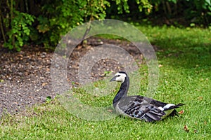 Goose in public park the open air museum in Stockholm