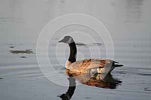 Goose reflecting on lake