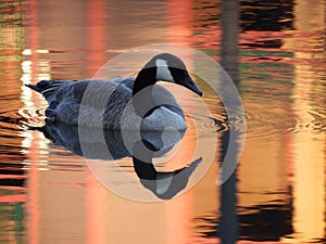 Goose and Reflection on Orange Pond