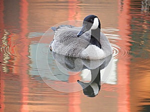 Goose and Reflection on Orange Pond