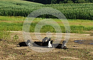 Goose resting in a farm