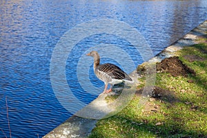 Goose at the river