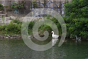 Goose in the river Po.