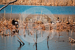 Goose rustling its feathers next to a mallard duck next in a wetlands lake